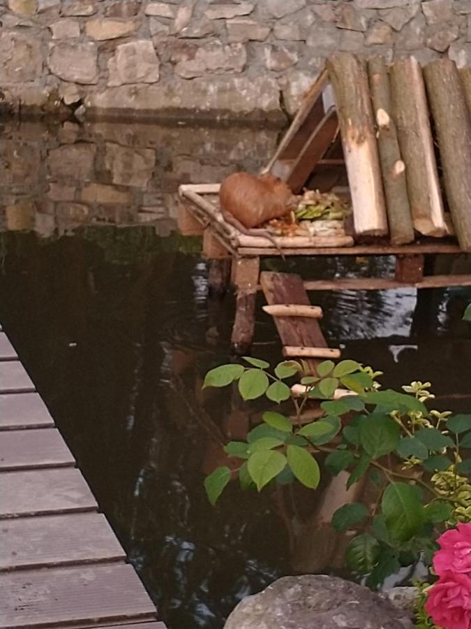 Altana Caloroczna Vira Numer 7 Herbergerowka Agroturystyka Na Wsi Duszniki Zdrój Exterior foto